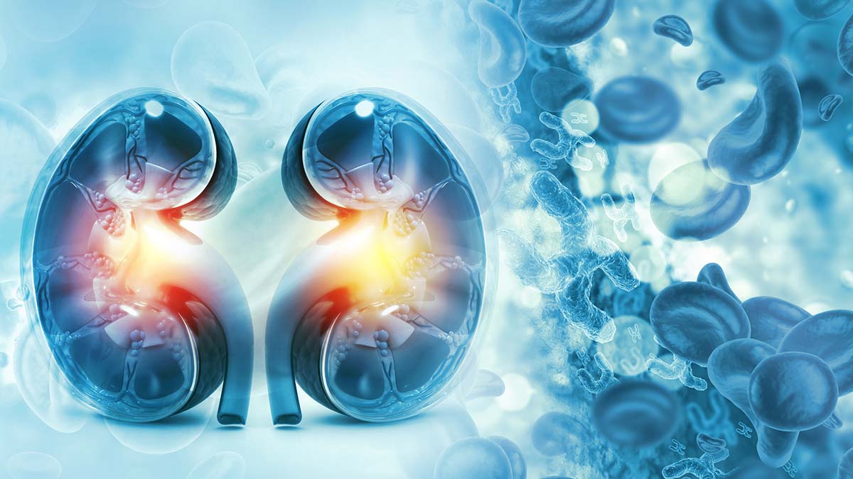 Protein Needs in CKD: Balancing Guidelines for Low vs. Higher Protein Diets