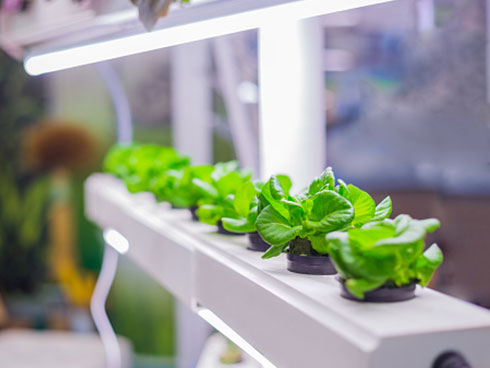 Hydroponic Gardening in the Classroom: Benefits, Challenges, and Triumphs