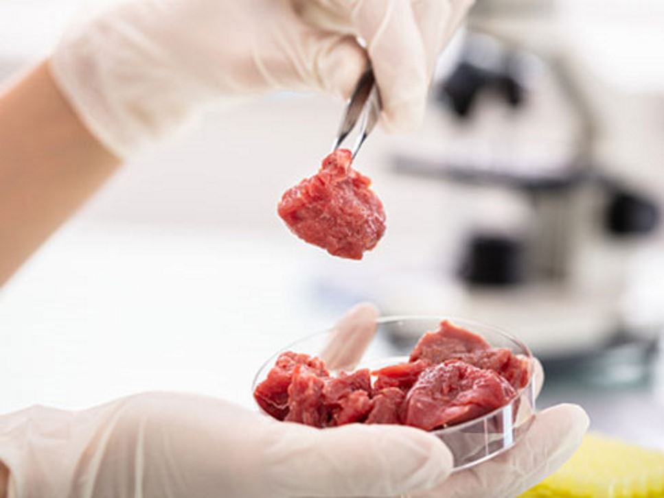 Lab-Grown Meat: What You Need to Know About its Place on the Plate 