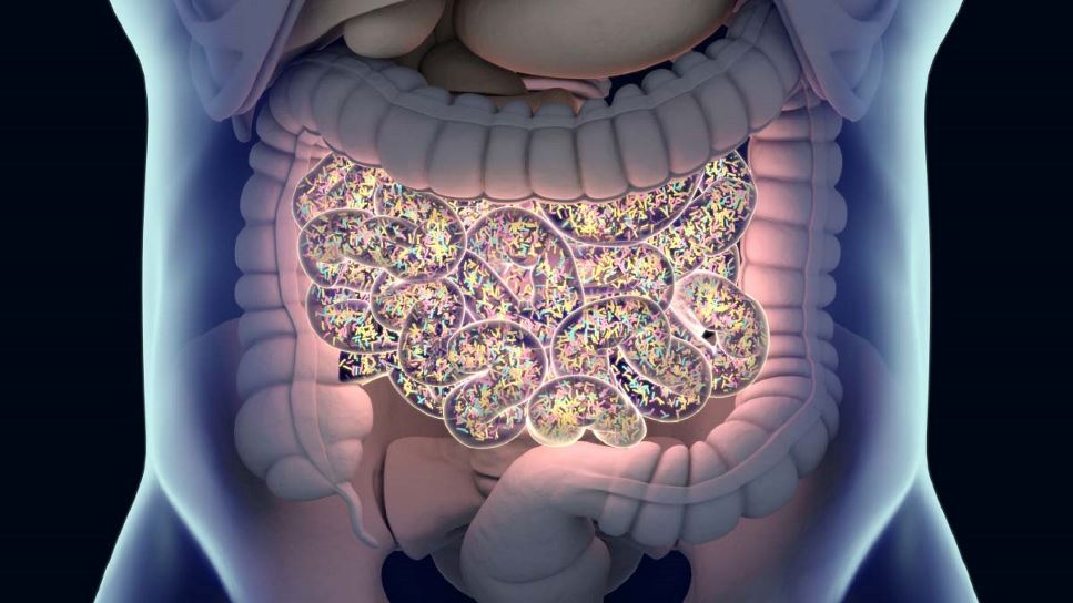 Gut Microbiome Testing | Colitis in the Gut