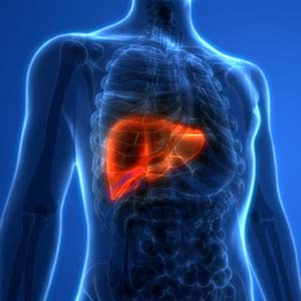 Image of man with internal organs visible and liver visible in a red color.